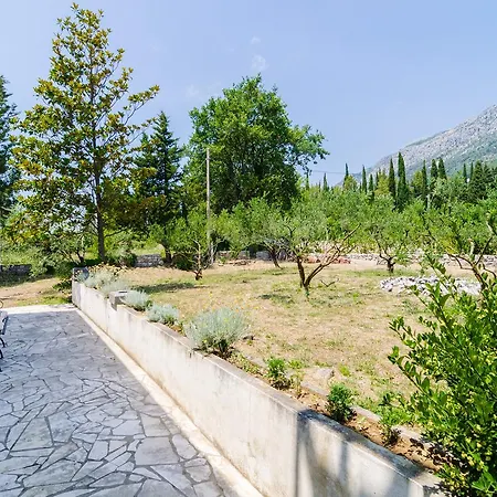 Field Of Olives *
