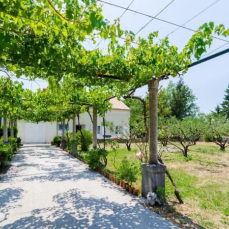Field Of Olives Gruda
