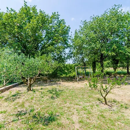 Field Of Olives